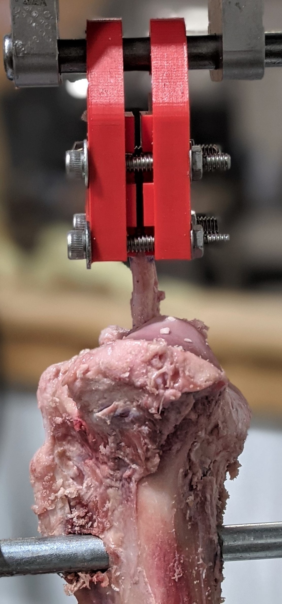Capabilities cadaveric testing image